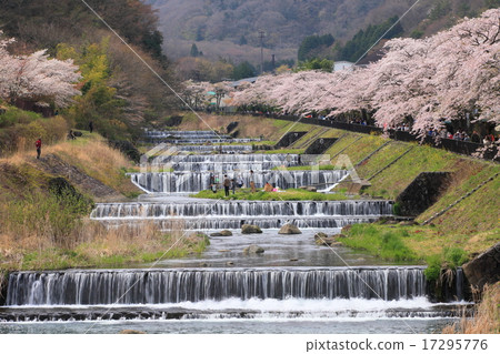 Miyagino Hayakawa cherry blossoms in the bank Miyagino Hayakawa cherry blossoms in the bank 17295776