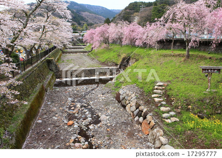 Branched cherry blossoms of Hayakawa branch of Miyagino Branched cherry blossoms of Hayakawa branch of Miyagino 17295777