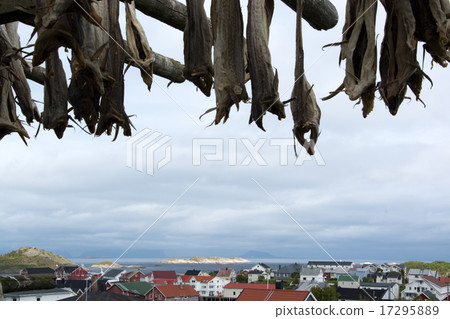 Stockfish in Henningsvaer, Lofoten, Norway 17295889