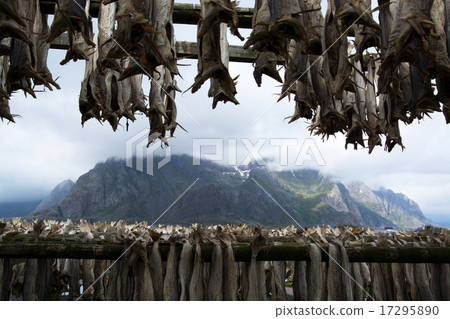 Stockfish in Henningsvaer, Lofoten, Norway 17295890