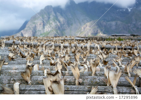 Stockfish in Henningsvaer, Lofoten, Norway 17295896