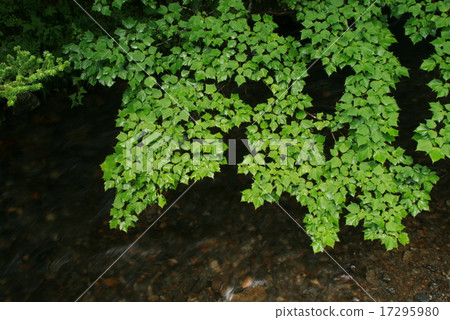 Leaves of the summer heat Leaves of the summer heat 17295980