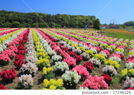 Goldfish grass in the German village of Tokyo 17296129