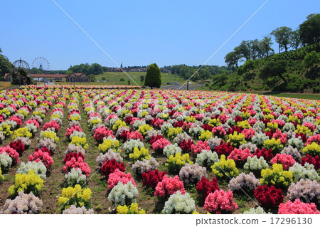 Goldfish grass in the German village of Tokyo 17296130