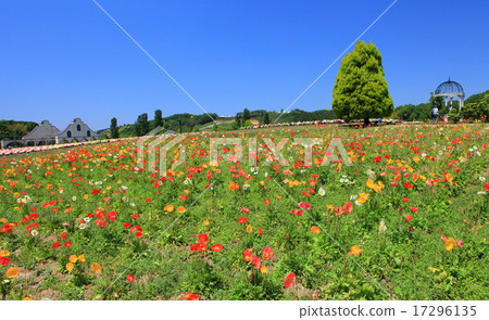 Poppies in Tokyo German Village 17296135