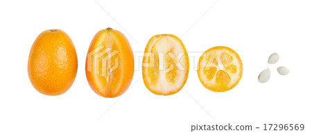Oval Kumquats With Seeds In A Row Isolated On Whit Oval Kumquats With Seeds In A Row Isolated On Whit 17296569