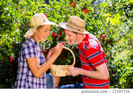 Couple harvesting berries in garden from bush 17297156