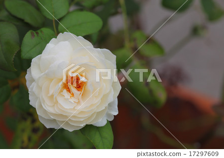 Rosemary and rose flowers Rosemary and rose flowers 17297609