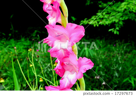 Gladiolus 17297673