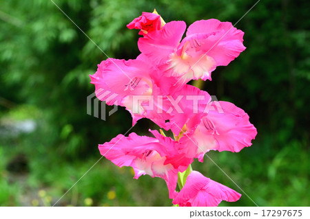 Gladiolus 17297675