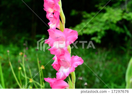 Gladiolus 17297676