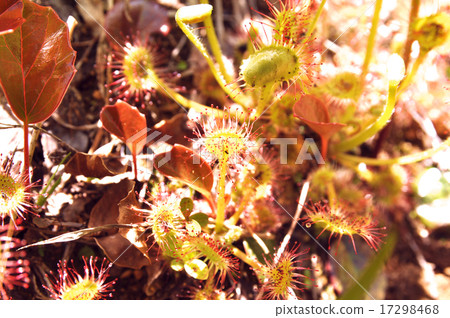 Welsh onion 17298468