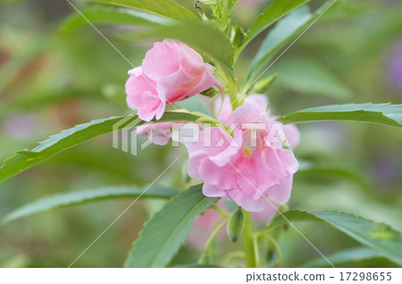 花園香脂 17298655