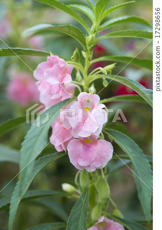 花園香脂 花園香脂 17298656