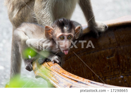 Cute monkey 17298665