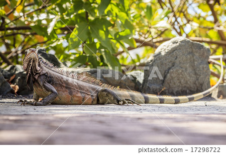 Iguana 17298722