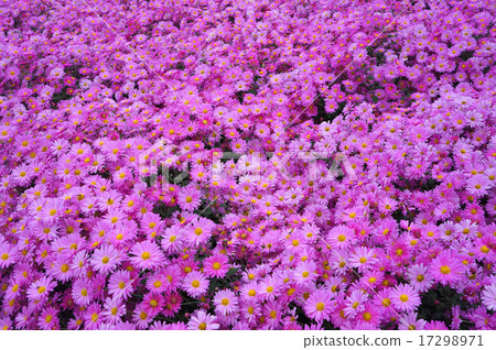 Hankoku chrysantrum盛開 17298971