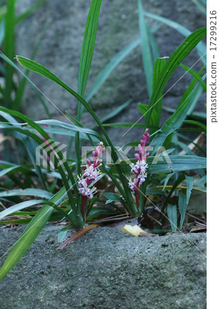 My name is Kichijoso Grass. 17299216