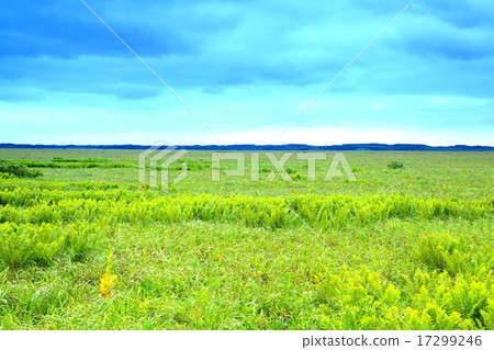 Summer's Sarobetsu wild 17299246