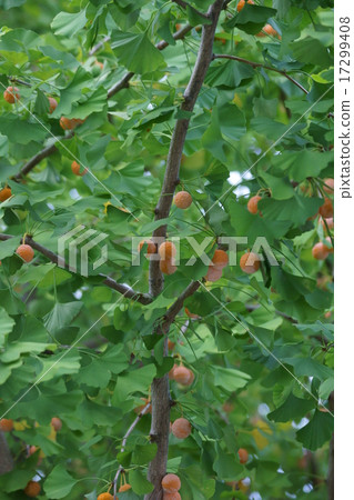 Ginkgo ripened. It is a bit stinky. 17299408