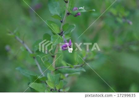 Flower wolfberry flowers 17299635
