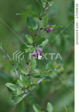 Flower wolfberry flowers 17299636