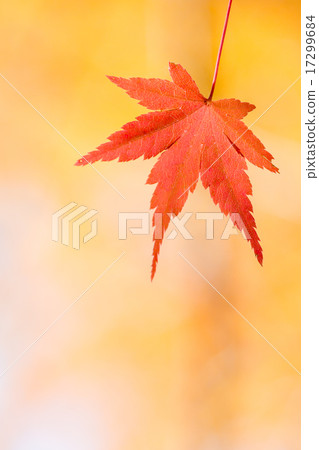 Up of Momiji Up of Momiji 17299684