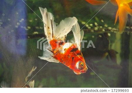 金魚在涼爽的水族館裡游泳 17299693