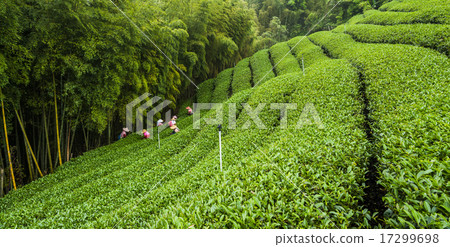 茶室 17299698