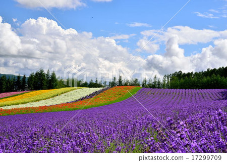 Summer Farm Tomita 17299709