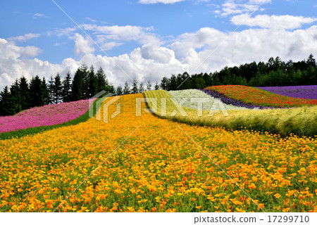 Summer Farm Tomita 17299710