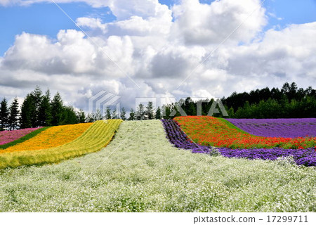 夏季農場富田 17299711