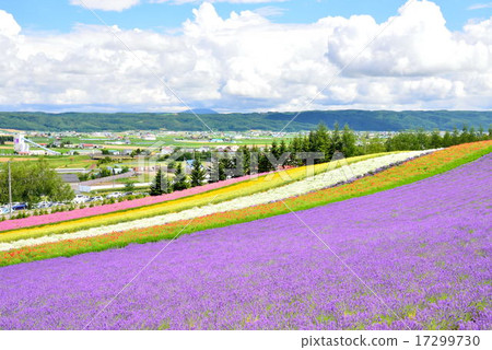 夏季農場富田 夏季農場富田 17299730