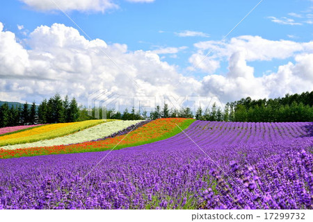 夏季農場富田 17299732