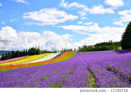 夏季農場富田 夏季農場富田 17299758