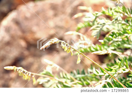 Iwao woogie 17299865