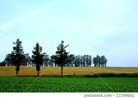 Mild Seven Hills 17299882