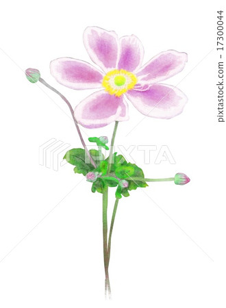 Shiki Iku Shiki Iku 17300044