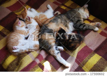 sleeping cat and four kittens 17300602