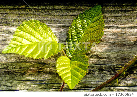 Blackberry leaves on old wooden wall 17300654