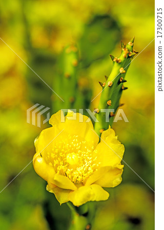 Opuntia ficus-indica with flower Opuntia ficus-indica with flower 17300715
