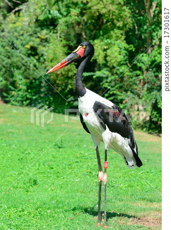 black stork in the summer park black stork in the summer park 17301617