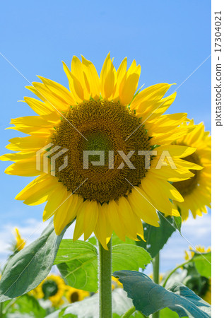 sunflower sunflower 17304021