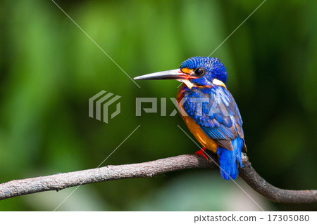 Blue-eared Kingfisher (male) Blue-eared Kingfisher (male) 17305080