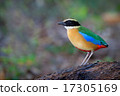 Blue-winged Pitta 17305169