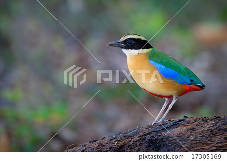 Blue-winged Pitta 17305169