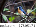 Mangrove Blue Flycatcher (female) 17305171