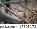 White Chested Babbler 17305172