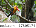 Stork-billed Kingfisher 17305174