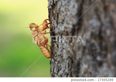Cicada slough or molt hold on the tree 17305289